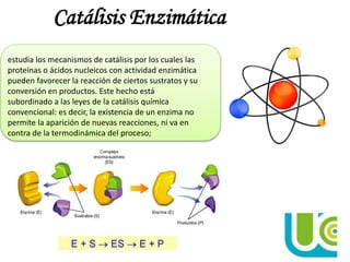 Catálisis Enzimática
estudia los mecanismos de catálisis por los cuales las
proteínas o ácidos nucleicos con actividad enzimática
pueden favorecer la reacción de ciertos sustratos y su
conversión en productos. Este hecho está
subordinado a las leyes de la catálisis química
convencional: es decir, la existencia de un enzima no
permite la aparición de nuevas reacciones, ni va en
contra de la termodinámica del proceso;
 