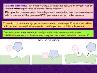 El reactivo o sustrato encaja perfectamente en un punto específico de la superficie de la enzima, manteniéndose en esta posición por fuerzas intermoleculares Después de esta  adsorción , la configuración de la enzima puede variar, debilitándose el enlace clave del sustrato y aumentando la velocidad de reacción Catálisis enzimática :  las sustancias que catalizan las reacciones bioquímicas se llaman  enzimas  (proteinas de elevada masa molecular) Ejemplo : las reacciones que tienen lugar en el cuerpo humano pueden realizarse a la temperatura del organismo (37ºC) gracias a la acción de las enzimas 