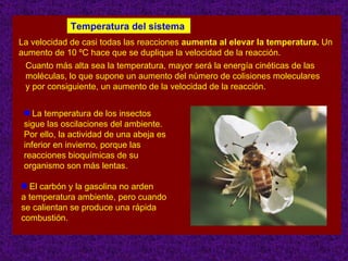 Temperatura del sistema
La velocidad de casi todas las reacciones aumenta al elevar la temperatura. Un
aumento de 10 ºC hace que se duplique la velocidad de la reacción.
 Cuanto más alta sea la temperatura, mayor será la energía cinéticas de las
 moléculas, lo que supone un aumento del número de colisiones moleculares
 y por consiguiente, un aumento de la velocidad de la reacción.


 q La temperatura de los insectos
 sigue las oscilaciones del ambiente.
 Por ello, la actividad de una abeja es
 inferior en invierno, porque las
 reacciones bioquímicas de su
 organismo son más lentas.

q El carbón y la gasolina no arden
a temperatura ambiente, pero cuando
se calientan se produce una rápida
combustión.

                                                                         7
 