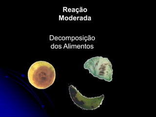 Reação
Moderada
Decomposição
dos Alimentos
 