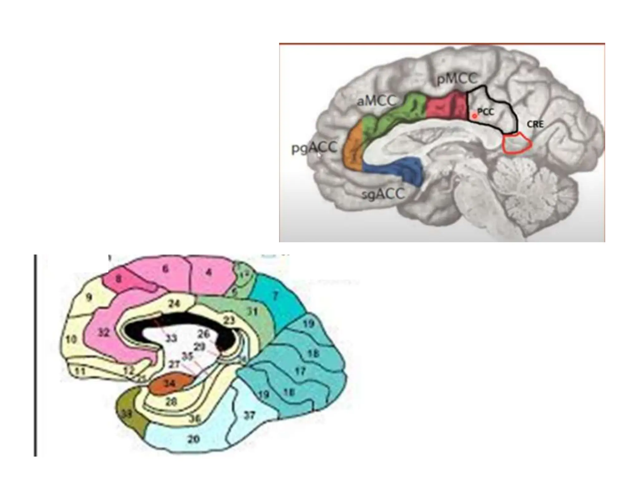Corteza del Cingulo_ neuroanatomia .pptx
