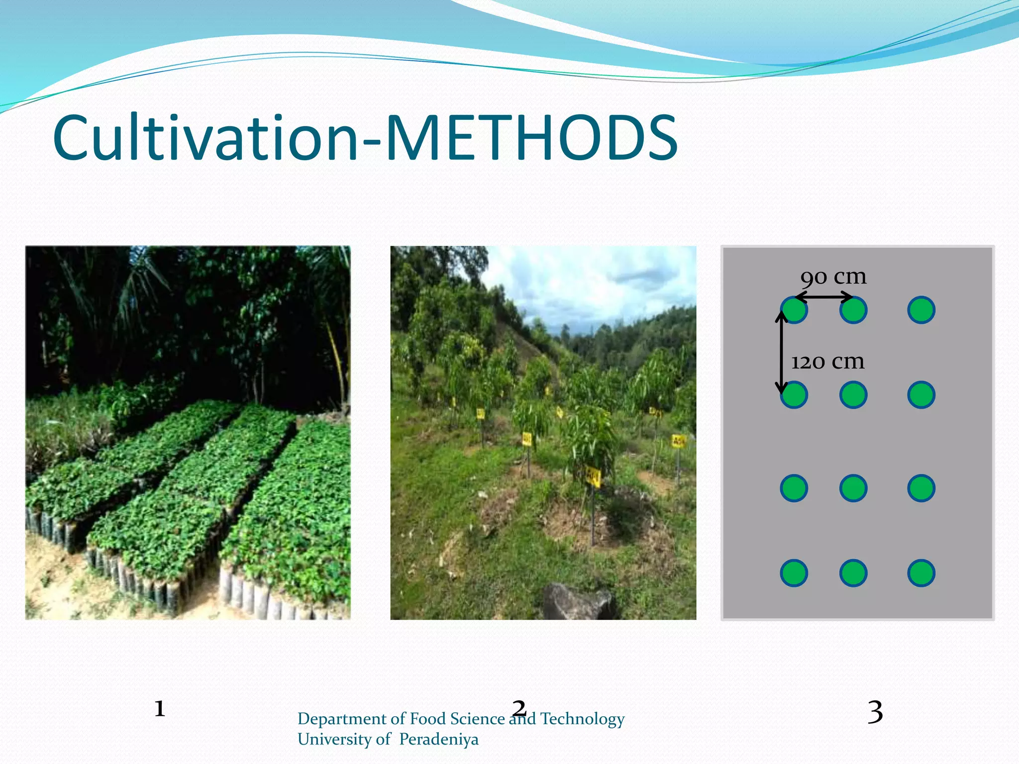Cultivation-METHODS 
90 cm 
120 cm 
1 2 3 
Department of Food Science and Technology 
University of Peradeniya 
 