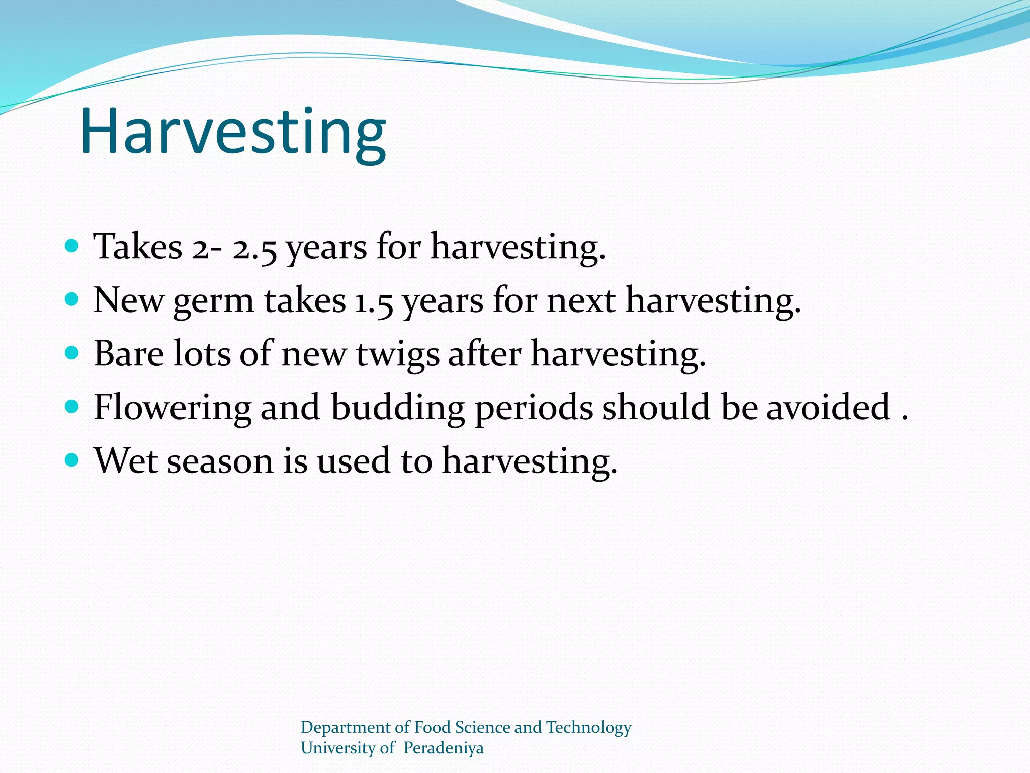 Harvesting 
 Takes 2- 2.5 years for harvesting. 
 New germ takes 1.5 years for next harvesting. 
 Bare lots of new twigs after harvesting. 
 Flowering and budding periods should be avoided . 
 Wet season is used to harvesting. 
Department of Food Science and Technology 
University of Peradeniya 
 