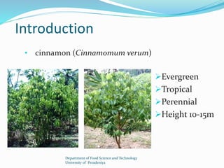 Introduction 
• cinnamon (Cinnamomum verum) 
Evergreen 
Tropical 
Perennial 
Height 10-15m 
Department of Food Science and Technology 
University of Peradeniya 
 