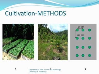 Cultivation-METHODS 
90 cm 
120 cm 
1 2 3 
Department of Food Science and Technology 
University of Peradeniya 
 