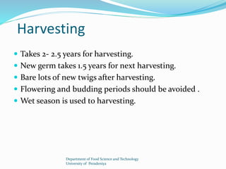 Harvesting 
 Takes 2- 2.5 years for harvesting. 
 New germ takes 1.5 years for next harvesting. 
 Bare lots of new twigs after harvesting. 
 Flowering and budding periods should be avoided . 
 Wet season is used to harvesting. 
Department of Food Science and Technology 
University of Peradeniya 
 