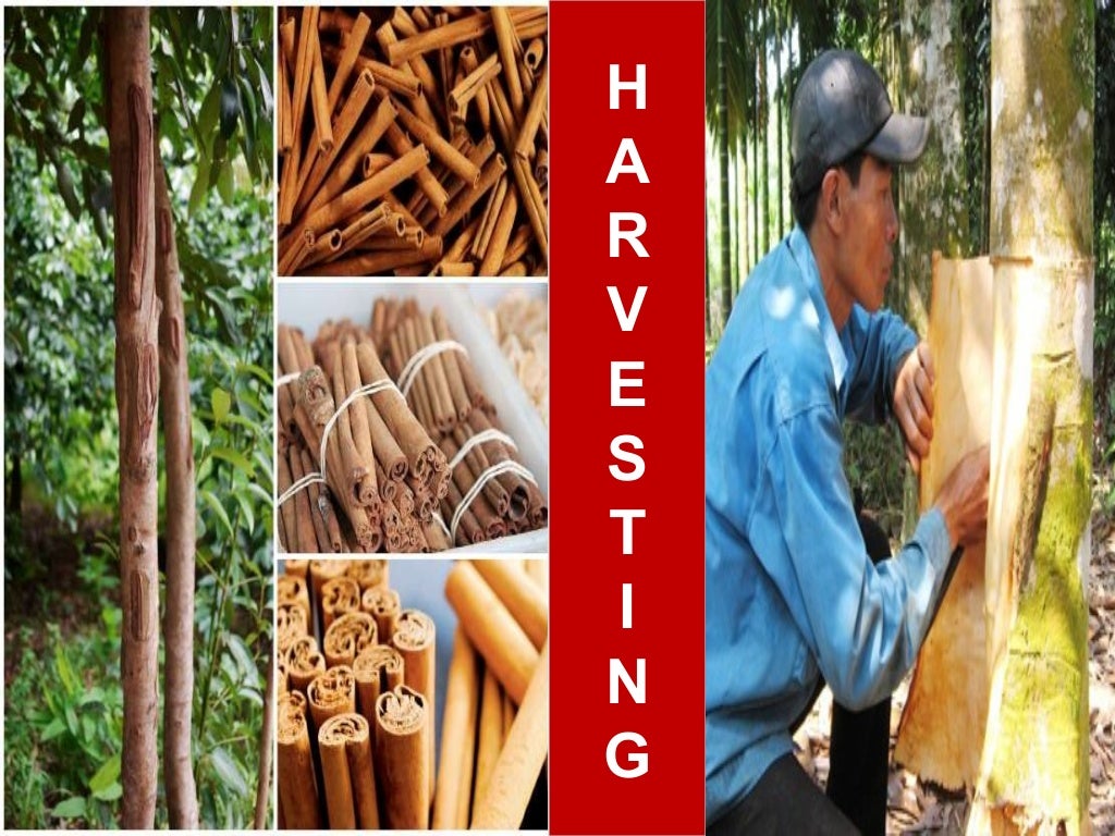 Cinnamon processing"BARK OF AN EVERGREEN TREE"