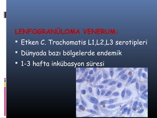 LENFOGRANÜLOMA VENERUM:
 Etken C. Trachomatis L1,L2,L3 serotipleri
 Dünyada bazı bölgelerde endemik
 1-3 hafta inkübasyon süresi
 