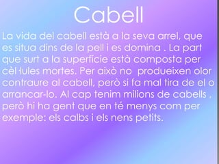 Cabell
La vida del cabell està a la seva arrel, que
es situa dins de la pell i es domina . La part
que surt a la superfície està composta per
cèl·lules mortes. Per això no produeixen olor
contraure al cabell, però si fa mal tira de el o
arrancar-lo. Al cap tenim milions de cabells ,
però hi ha gent que en té menys com per
exemple: els calbs i els nens petits.
 