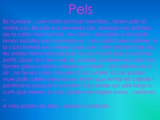 Pels
Els humans , com molts animals mamífers , tenen pèls al
nostre cos. Els pèls ens serveixen per protegir-nos del fred,
de la calor i fer-nos mal , en canvi , els peixos o els reptils
tenen escates per a protegir-se , i els ocells tenen plomes. A
la cara també ens i neixen pels com : dins del forat del nas
les orelles tenim pèls perquè no ens hi entri pols ni animals
petits .Quan ens fem vells els cabells cambien de color i es
tornen grisos o blancs desde qui neixen : son albines, és a
dir , no tenen color a la pell ni als cabells. El cap poden
viure polls i altres insectes ens tenim que rentar els cabells i
pentinar-lo perquè es conservi .Els cabells son pèls llargs o
curts que neixen al cap ,poden ser negres rossos , castanys
...
A més poden ser llisos , arrissats i ondulats .
 