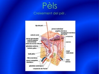 Pèls
Creixement del pèl .
 