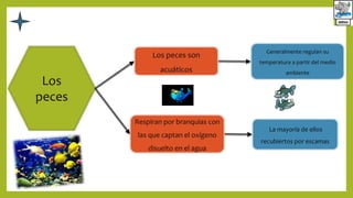 Los
peces
Los peces son
acuáticos
La mayoría de ellos
recubiertos por escamas
Respiran por branquias con
las que captan el oxígeno
disuelto en el agua
Generalmente regulan su
temperatura a partir del medio
ambiente
 