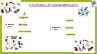 Con protección
corporal
Artrópodos
Moluscos
Equinodermos
CLASIFICACIÓN DE LOS INVERTEBRADOS
Sin protección
corporal
Gusanos
Esponjas
Celentéreos
 