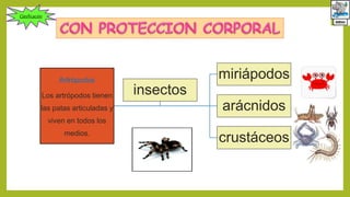Artrópodos
Los artrópodos tienen
las patas articuladas y
viven en todos los
medios.
miriápodos
arácnidos
crustáceos
insectos
Clasificación
 