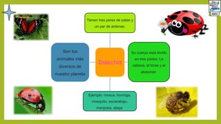 Insectos
Tienen tres pares de patas y
un par de antenas.
Su cuerpo está divido
en tres partes: La
cabeza, el tórax y el
abdomen.
Ejemplo: mosca, hormiga,
mosquito, escarabajo,
mariposa, abeja.
Son los
animales más
diversos de
nuestro planeta
 