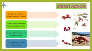 Ejemplos de crustáceos:
cangrejo, langosta, camarón
Son los únicos artrópodos
con dos pares de antenas.
En general tienen desde 5 a
10 pares de patas
Los crustáceos son casi
todos acuáticos
 