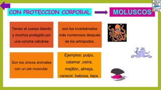 Tienen el cuerpo blando
y muchos protegido por
una concha calcárea
son los invertebrados
más numerosos después
de los artrópodos.
Son los únicos animales
con un pie muscular.
Ejemplos: pulpo,
calamar ,ostra,
mejillón, almeja.
caracol, babosa, lapa.
 