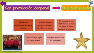 Ejemplos de
equinodermos: estrella de
mar, erizo.
Los erizos tienen el
cuerpo más redondo y
está cubierto de espinas
En el cuerpo de una
estrella de mar, si uno de
sus brazos se rompe,
fácilmente se regenera.
Tienen el cuerpo áspero
con simetría radial.
Viven en el mar (no viven
en agua dulce)
 