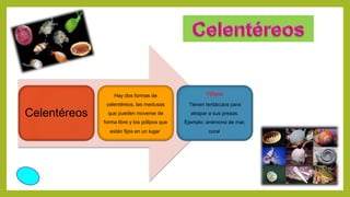 Celentéreos
Hay dos formas de
celentéreos, las medusas
que pueden moverse de
forma libre y los pólipos que
están fijos en un lugar.
Pólipos
Tienen tentáculos para
atrapar a sus presas.
Ejemplo: anémona de mar,
coral.
 
