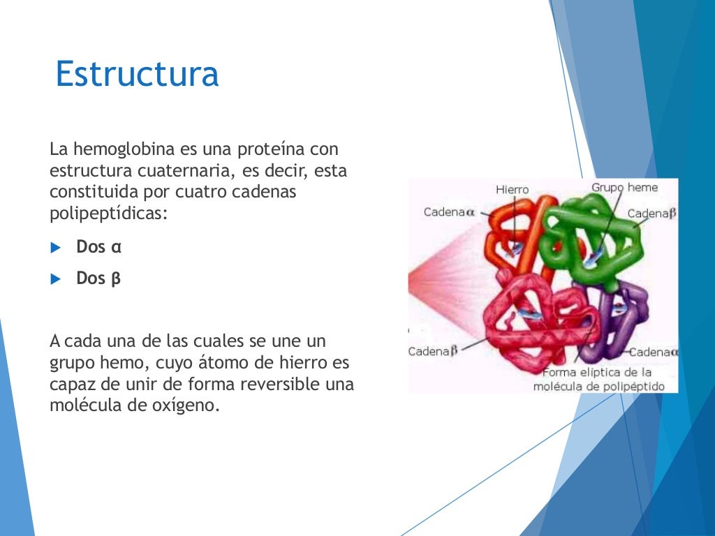 Cinética del hierro y síntesis de hemoglobina Cinética del hierro y síntesis de hemoglobina