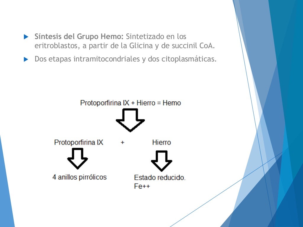 Cinética del hierro y síntesis de hemoglobina Cinética del hierro y síntesis de hemoglobina