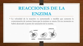 REACCIONES DE LA
ENZIMA
• La velocidad de la reacción va aumentando a medida que aumenta la
concentración de sustrato hasta que la enzimas se satura. En ese momento se
habrá alcanzado el punto de saturación de la enzima.
 