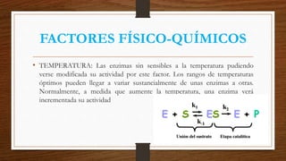 FACTORES FÍSICO-QUÍMICOS
• TEMPERATURA: Las enzimas sin sensibles a la temperatura pudiendo
verse modificada su actividad por este factor. Los rangos de temperaturas
óptimos pueden llegar a variar sustancialmente de unas enzimas a otras.
Normalmente, a medida que aumente la temperatura, una enzima verá
incrementada su actividad
 