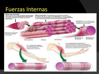 Fuerzas Internas
 