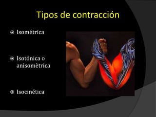 Tipos de contracción
 Isométrica
 Isotónica o
anisomètrica
 Isocinética
 
