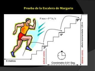 Prueba de la Escalera de Margaria
P mec = P * h / t
 