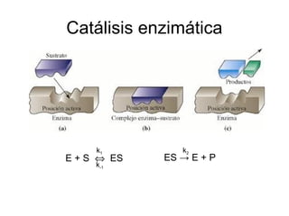 Catálisis enzimática
E + S ⇔ ES
k1
k-1
ES → E + P
k2
 