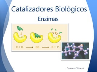 Catalizadores Biológicos
Enzimas
Carmen Olivares
 