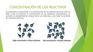 CONCENTRACIÓN DE LOS REACTIVOS
La velocidad es proporcional a la concentración de las especies químicas. Esto se
debe a que al aumentar la concentración de las sustancias reaccionantes, se
aumenta la probabilidad de choque entre sus moléculas, y por tanto la cantidad
de colisiones efectivas.
 