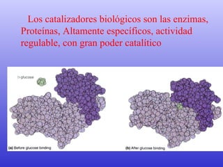 Los catalizadores biológicos son las enzimas, Proteínas, Altamente específicos, actividad regulable, con gran poder catalítico 