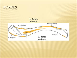 M. Trapecio Pectoral mayor M. Deltoides 1. Borde anterior 2. Borde posterior 
