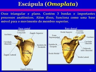 Face costal Face dorsal 