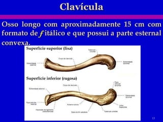 Superfície superior (lisa) Superfície inferior (rugosa) 