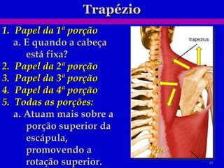 Papel da 1ª porção a. E quando a cabeça está fixa? Papel da 2ª porção Papel da 3ª porção Papel da 4ª porção Todas as porções: a. Atuam mais sobre a porção superior da escápula, promovendo a rotação superior. C7 T12 