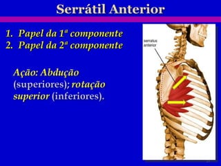Papel da 1ª componente Papel da 2ª componente 