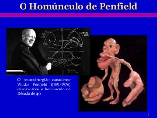 O neurocirurgião canadense Wilder Penfield (1891-1976) desenvolveu o homúnculo na  Década de 40 