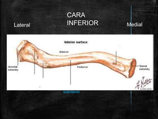 Cintura escapular | PPTX
