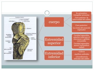 Cubito
cuerpo
Es prismático
triangular presenta:
Cara anterior :la
tuberosidad del cubito
Cara posterior:
La cresta del musculo
supinador
Extremidad
superior
Cavidad sigmoidea
anterior const por el
olecranon y apófisis
coronoides
Cavidad sigmoidea
menor (escotadura
radial)
Extremidad
inferior
-Cabeza
-Apófisis estiloides
-circunferencia
articular del cubito
 