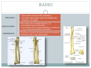 RADIO
UBICACIÓN
• En la parte externa del antebrazo
• Por fuera del cubito entre el cóndilo del
humero y el carpo
ARTICULACIÓN
• Por arriba con el cóndilo humeral, y la
extremidad superior del cubito
• Y por debajo con el carpo(escafoides y semilunar)
y con la extremidad inferior del cubito
DESCRIPCION
• Es el hueso externo y de menor tamaño del antebrazo
• Presenta cuerpo y dos extremidades
 