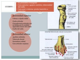 Extremidad superior
Cabeza o cúpula radial
Fosita articular
Circunferencia articular que
se desliza por la cavidad
sigmoidea menor del cubito
Cuello del radio
Extremidad inferior
Apofisis estiloides
Tuberculo dorsal
Escotadura cubital
Cara articular carpiana
• Es prismático triangular
• Cara anterior: agujero nutricio, tuberosidad
del radio
• Cara post y externa: presta inserción a
músculos
CUERPO
 
