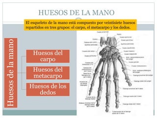HUESOS DE LA MANO
El esqueleto de la mano está compuesto por veintisiete huesos
repartidos en tres grupos: el carpo, el metacarpo y los dedos.
Huesosdelamano
Huesos del
carpo
Huesos del
metacarpo
Huesos de los
dedos
 