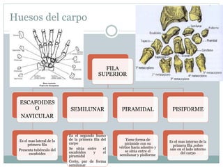 Huesos del carpo
FILA
SUPERIOR
ESCAFOIDES
O
NAVICULAR
Es el mas lateral de la
primera fila
Presenta tubérculo del
escafoides
SEMILUNAR
Es el segundo hueso
de la primera fila del
carpo
Se sitúa entre el
escafoides y el
piramidal
Corto, par de forma
semilunar
PIRAMIDAL
Tiene forma de
pirámide con su
vértice hacia adentro y
se sitúa entre el
semilunar y pisiforme
PISIFORME
Es el mas interno de la
primera fila ,sobre
sale en el lado interno
del carpo
 