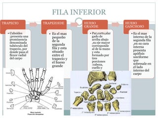 FILA INFERIOR
TRAPECIO
• Cuboides
;presenta una
prominencia
denominada
tubérculo del
trapecio, por
donde pasa el
flexor radial
del carpo
TRAPEZOIDE
• Es el mas
pequeño
de la
segunda
fila y esta
situado
entre el
trapecio y
el hueso
grande
HUESO
GRANDE
• Par,corto,alar
gado de
arriba abajo
,su eje mayor
corresponde
al de la mano
y esta
formado por
tres
porciones
:cabeza,
cuello y
cuerpo
HUESO
GANCHOSO
• Es el mas
interno de la
segunda fila
,en su cara
interna
presenta
apófisis
unciforme
que
sobresale en
el lado
interno del
carpo
 