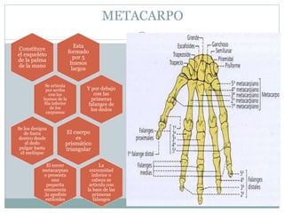 METACARPO
Esta
formado
por 5
huesos
largos
Constituye
el esqueleto
de la palma
de la mano
Se articula
por arriba
con los
huesos de la
fila inferior
de los
carpianos
Y por debajo
con las
primeras
falanges de
los dedos
El cuerpo
es
prismático
triangular
Se los designa
de fuera
dentro desde
el dedo
pulgar hasta
el meñique
El tercer
metacarpian
o presenta
una
pequeña
eminencia
,la apofisis
estiloides
La
extremidad
inferior o
cabeza se
articula con
la base de las
primeras
falanges
 