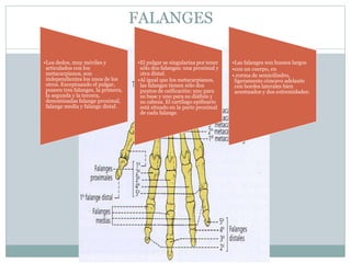 FALANGES
•Los dedos, muy móviles y
articulados con los
metacarpianos, son
independientes los unos de los
otros. Exceptuando el pulgar,
poseen tres falanges, la primera,
la segunda y la tercera,
denominadas falange proximal,
falange media y falange distal.
•El pulgar se singulariza por tener
sólo dos falanges: una proximal y
otra distal.
•Al igual que los metacarpianos,
las falanges tienen sólo dos
puntos de osificación: uno para
su base y uno para su diáfisis y
su cabeza. El cartílago epifisario
está situado en la parte proximal
de cada falange.
•Las falanges son huesos largos
•con un cuerpo, en
•.rorma de semicilindro,
ligeramente cóncavo adelante
con bordes laterales bien
acentuados y dos extremidades:
 