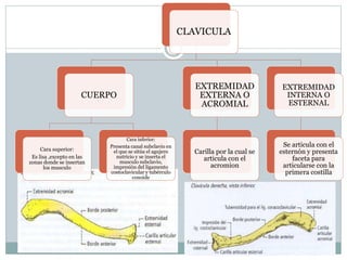 CLAVICULA
CUERPO
Cara superior:
Es lisa ,excepto en las
zonas donde se insertan
los musculo
Cara inferior:
Presenta canal subclavio en
el que se sitúa el agujero
nutricio y se inserta el
musculo subclavio,
impresión del ligamento
costoclavicular y tubérculo
conoide
EXTREMIDAD
EXTERNA O
ACROMIAL
Carilla por la cual se
articula con el
acromion
EXTREMIDAD
INTERNA O
ESTERNAL
Se articula con el
esternón y presenta
faceta para
articularse con la
primera costilla
 